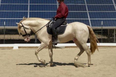 HorseID: 2303357 Sol Espumoso DCA - PhotoID: 1086330