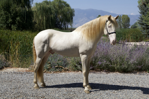 HorseID: 2303357 Sol Espumoso DCA - PhotoID: 1086331
