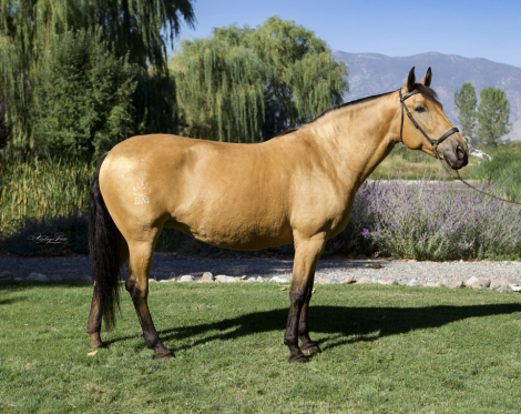 HorseID: 2303358 Picassa - PhotoID: 1086315