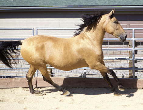 HorseID: 2303358 Picassa - PhotoID: 1086316