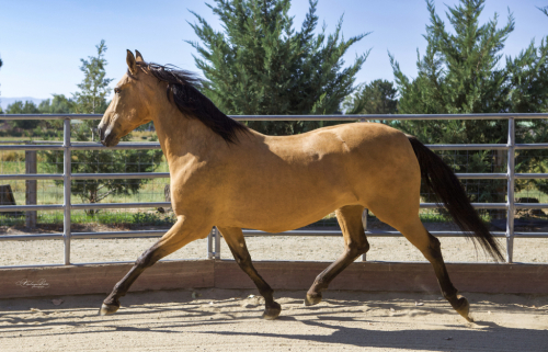 HorseID: 2303358 Picassa - PhotoID: 1086317