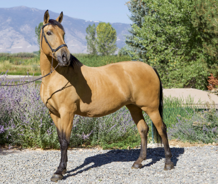 HorseID: 2303358 Picassa - PhotoID: 1086318