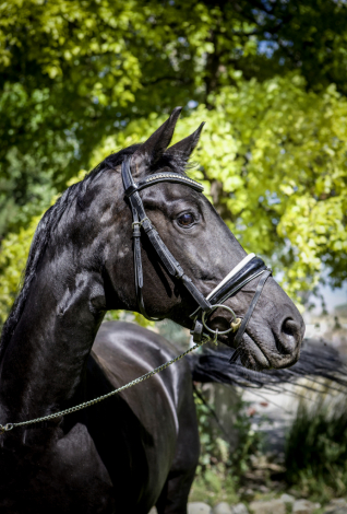 HorseID: 2303359 Haiku G - PhotoID: 1086319