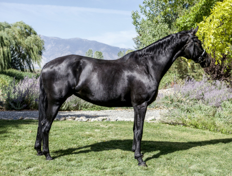 HorseID: 2303359 Haiku G - PhotoID: 1086320