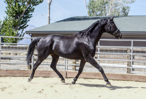 HorseID: 2303359 Haiku G - PhotoID: 1086321