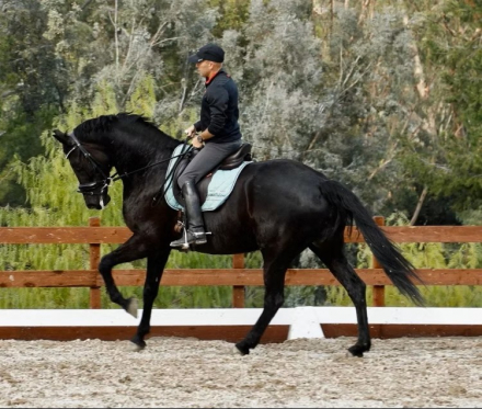 HorseID: 2303359 Haiku G - PhotoID: 1086322