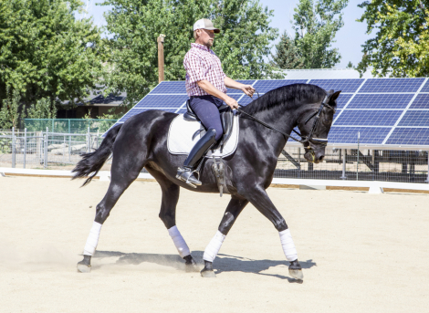 HorseID: 2303360 M. Dark Star - PhotoID: 1086324