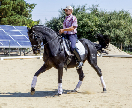 HorseID: 2303360 M. Dark Star - PhotoID: 1086325