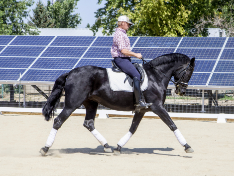 HorseID: 2303360 M. Dark Star - PhotoID: 1086326