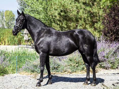 HorseID: 2303360 M. Dark Star - PhotoID: 1086327