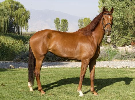 HorseID: 2303361 R. Liberty - PhotoID: 1086323