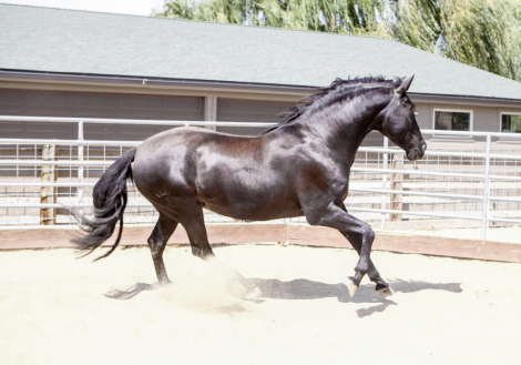 HorseID: 2303362 Mariela AK - PhotoID: 1086311