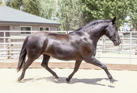 HorseID: 2303362 Mariela AK - PhotoID: 1086312