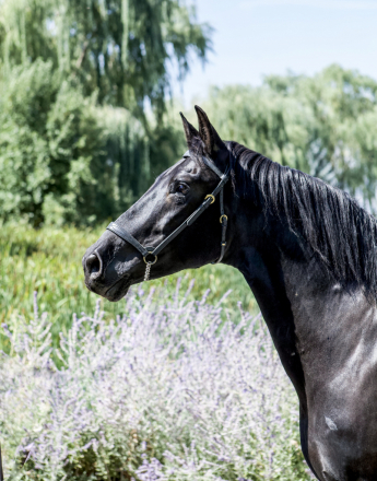 HorseID: 2303362 Mariela AK - PhotoID: 1086313