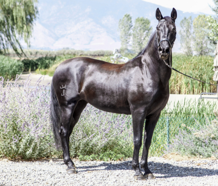 HorseID: 2303362 Mariela AK - PhotoID: 1086314