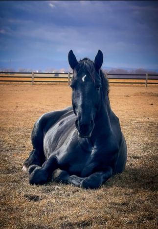 HorseID: 2303363 Maximus - PhotoID: 1086264