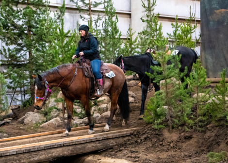 HorseID: 2303364 Tulli - PhotoID: 1085967