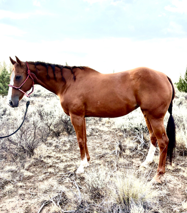 HorseID: 2303365 RUBY Q - PhotoID: 1085968