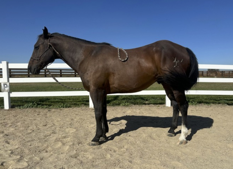 HorseID: 2303367 Duke - PhotoID: 1085969