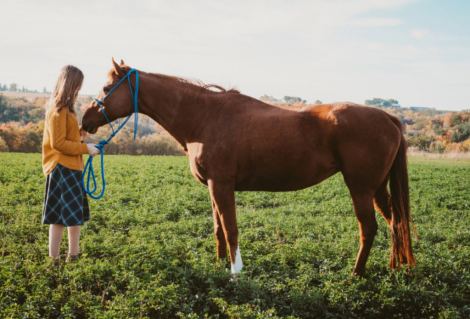 HorseID: 2303370 Legend of Sunshine - PhotoID: 1085985