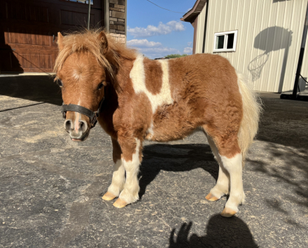 HorseID: 2303371 Poppy - PhotoID: 1085986