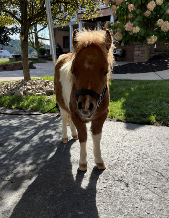 HorseID: 2303371 Poppy - PhotoID: 1085988