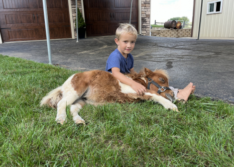 HorseID: 2303371 Poppy - PhotoID: 1085989