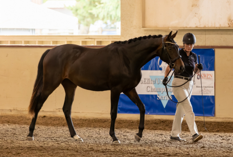 HorseID: 2303372 DeLux de Solamia - PhotoID: 1085990