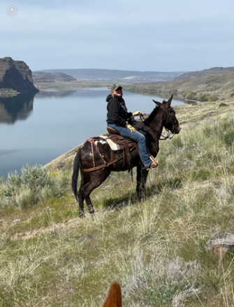 HorseID: 2303373 Mabelle - PhotoID: 1085991