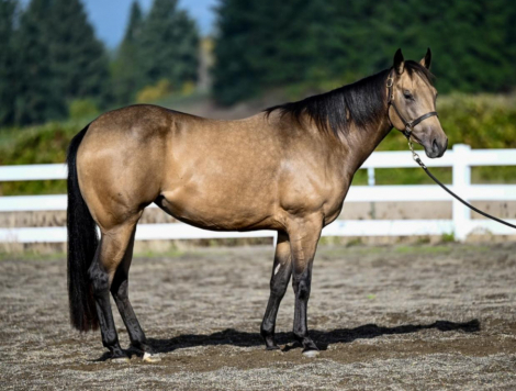 HorseID: 2303374 Skips Precious Jewel - PhotoID: 1085995