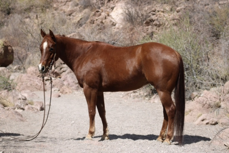 HorseID: 2303375 Spark Plug! Smooth Talkin Style X Dual Smart Rey - PhotoID: 1085992