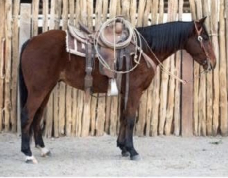 HorseID: 2303381 Smooth Soula - PhotoID: 1086190