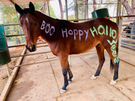 HorseID: 2303381 Smooth Soula - PhotoID: 1086191