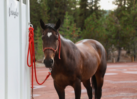 HorseID: 2303382 SC Junipers Frost - PhotoID: 1085996