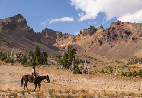 HorseID: 2303382 SC Junipers Frost - PhotoID: 1085997