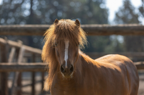 HorseID: 2303384 Sundance LB Cinco Delite ST - PhotoID: 1086000