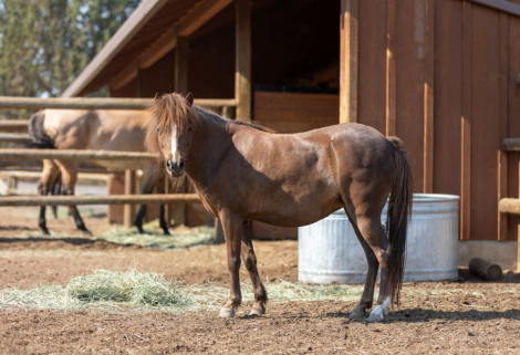 HorseID: 2303384 Sundance LB Cinco Delite ST - PhotoID: 1086001