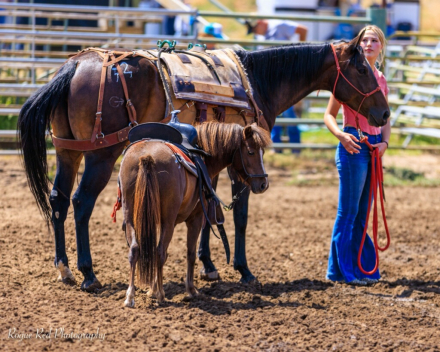 HorseID: 2303384 Sundance LB Cinco Delite ST - PhotoID: 1086002