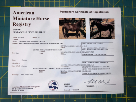 HorseID: 2303384 Sundance LB Cinco Delite ST - PhotoID: 1086003