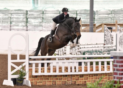 HorseID: 2303387 Diamanti - PhotoID: 1086812