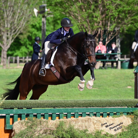 HorseID: 2303387 Diamanti - PhotoID: 1086814