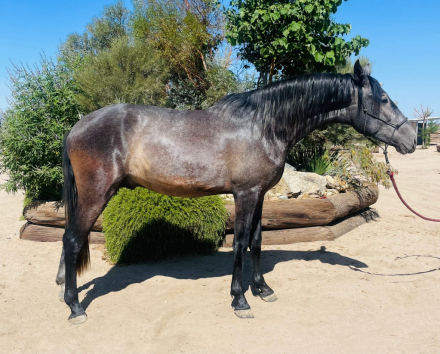 HorseID: 2303388 Quebarbaro del rio - PhotoID: 1086009