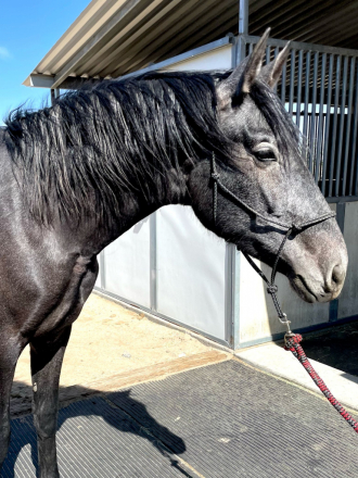 HorseID: 2303388 Quebarbaro del rio - PhotoID: 1086010