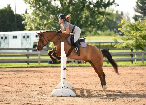 HorseID: 2303392 Phelea (Fa-Lee-a) - PhotoID: 1086762