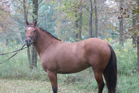 HorseID: 2303392 Phelea (Fa-Lee-a) - PhotoID: 1086764