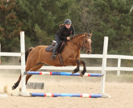 HorseID: 2303392 Phelea (Fa-Lee-a) - PhotoID: 1086765