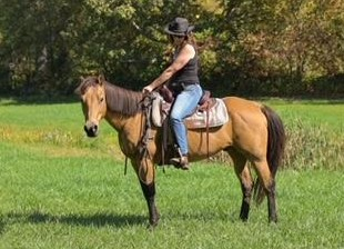 HorseID: 2303398 Clyde - PhotoID: 1086015