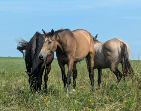 HorseID: 2303400 Have Another Kitkat - PhotoID: 1086017