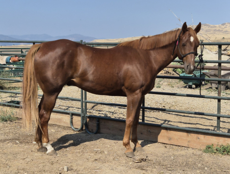 HorseID: 2303401 A Workin Machine - PhotoID: 1086018