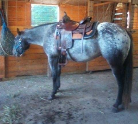 HorseID: 2303402 Hotrod Harley - PhotoID: 1086024